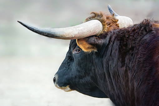 Longhorn cattle close up