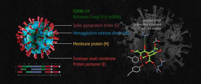 Microscopic real 3D model of the corona virus COVID-19. The image is a scientific interpretation of the virus with all relevant details : Spike Glycoproteins, Hemagglutinin-esterase, E- and M-Proteins and Envelope.