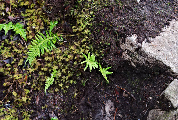 istock Fern Plant beside Footpath 1215610577
