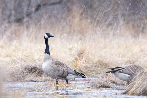istock Canada goose walking away from another goose 1215612456