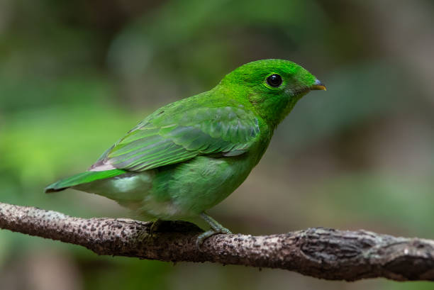 istock Beautiful bird green broadbill perching on a branch (Female) 1215612463