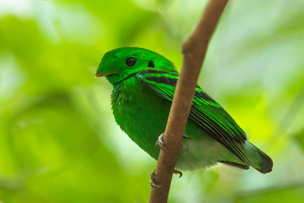 istock Beautiful bird green broadbill perching on a branch (Male) 1215612465