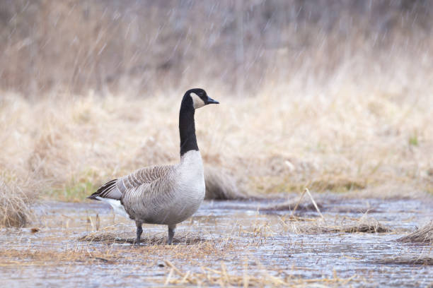 istock Wild goose during rain with snow 1215612494