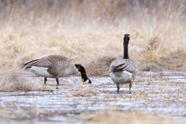 istock Canada goose feeding during snowfall in the swamp 1215612522
