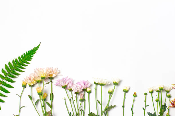 istock summer flowers on a white background 1215615112
