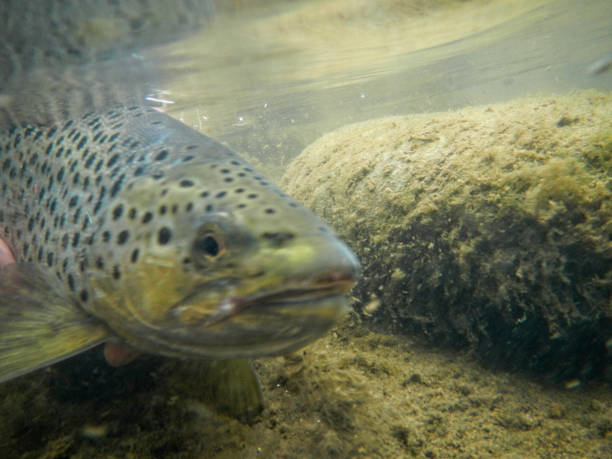 istock Underwater View of Trout 1215616306