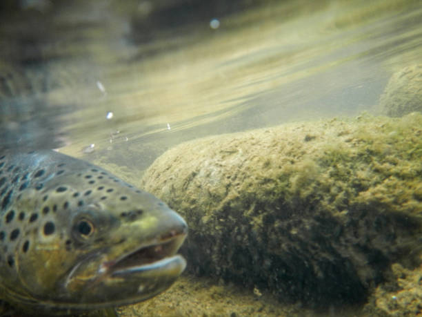 istock Underwater View of Trout 1215616826