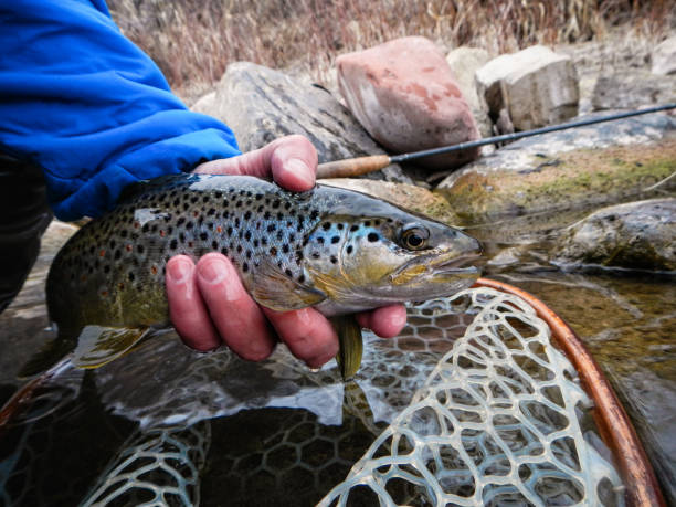 istock Holding and Releasing Trout 1215616839