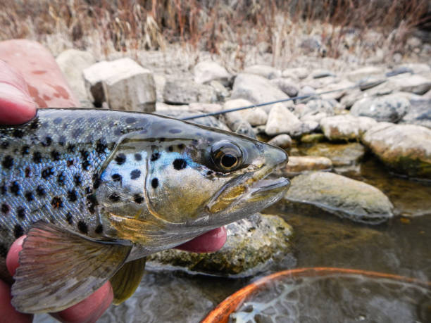 istock Holding and Releasing Trout 1215616866