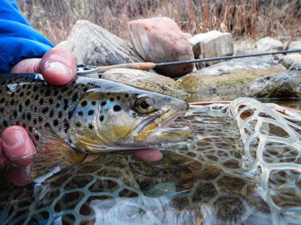 istock Holding and Releasing Trout 1215616895
