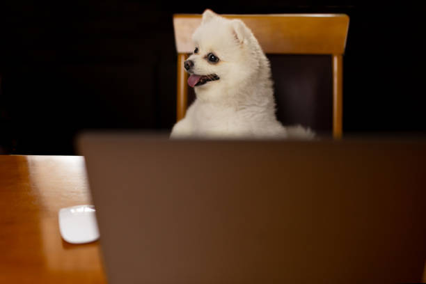 hund pommerschen spitz und auf dem tisch mit laptop-computer. - spitz type dog fotos stock-fotos und bilder