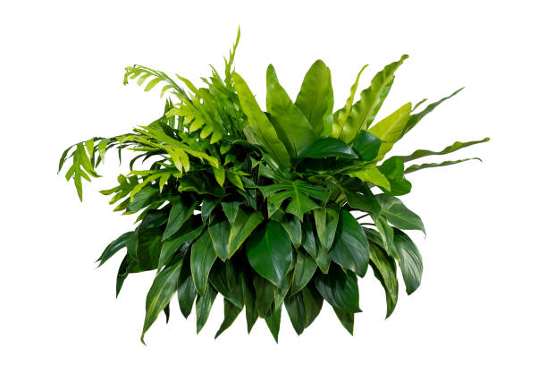 istock green leaves for background and wallpaper 1215617851