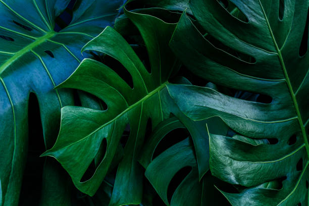 istock green leaves for background and wallpaper 1215617858