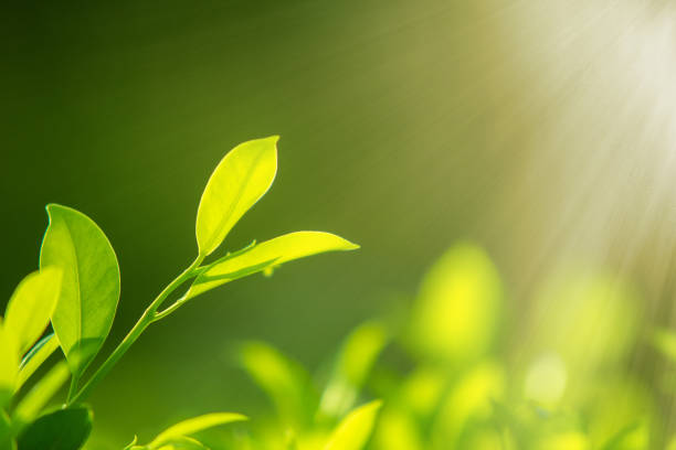 istock green leaves for background and wallpaper 1215617870