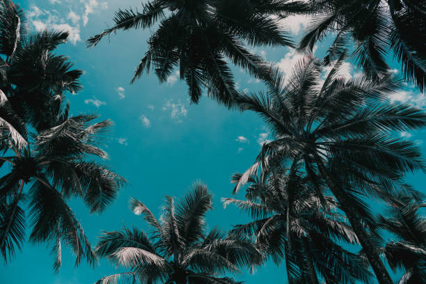 istock Coconut palm trees against sky and white cloud in tropical island. 1215617920