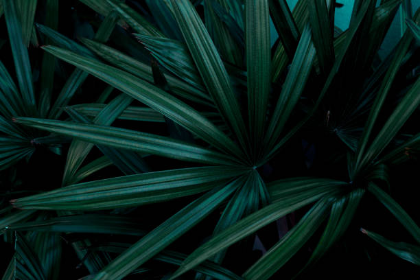 istock Dark tone concept of tropical green leaf texture background. 1215621744