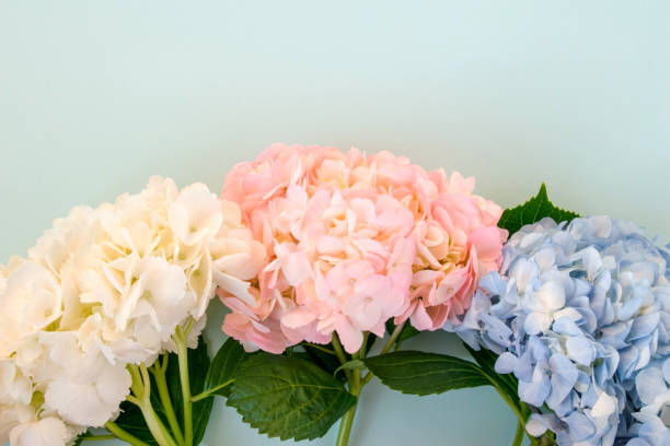 istock White, pink and purple hydrangeas on blue background 1215621782