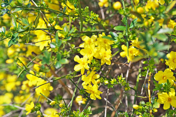 istock Jasminum nudiflorum 1215621864