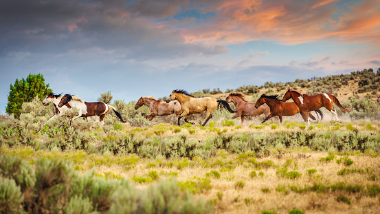 Herd of young wild horses running together on prairie grassland in warm evening light close to dusk under beautiful sunset twilight. Utah, USA.