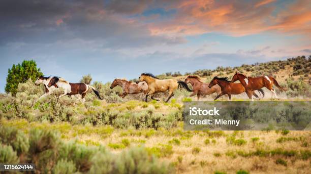 Herd Of Wild Horses Running Utah Usa Stock Photo - Download Image Now - Horse, Uncultivated, USA