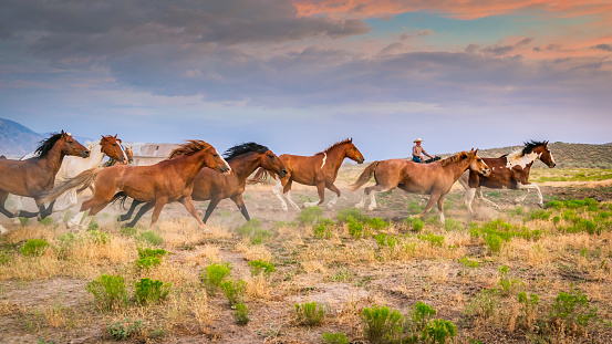 Cowboy Rancher bringing back home to his Ranch a herd of young wild horses running together on prairie grassland. Warm light close to dusk under beautiful sunset twilight. Utah, USA.