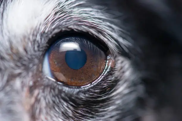 Detailed close up of a Mini Fox Terrier Eye
