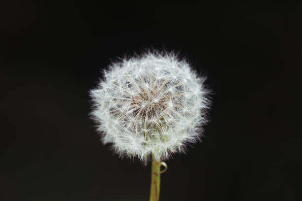 istock Dandelion closeup photo against a black background 1215630052