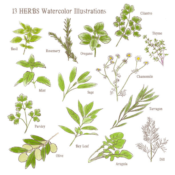 ilustrações de stock, clip art, desenhos animados e ícones de 13 different kind of herbs watercolor illustration set - cilantro parsley spice white background