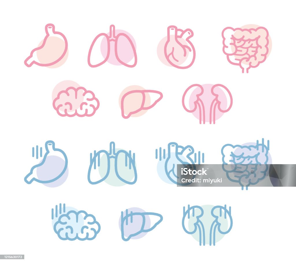 Design dell'illustrazione di organi umani - arte vettoriale royalty-free di Icona Design dell'illustrazione di organi umani - arte vettoriale royalty-free di Icona