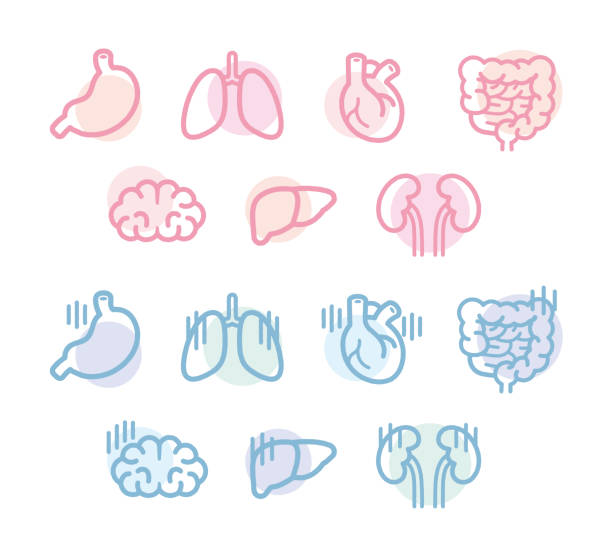 휴먼 오르간 일러스트 디자인 - human lung stock illustrations