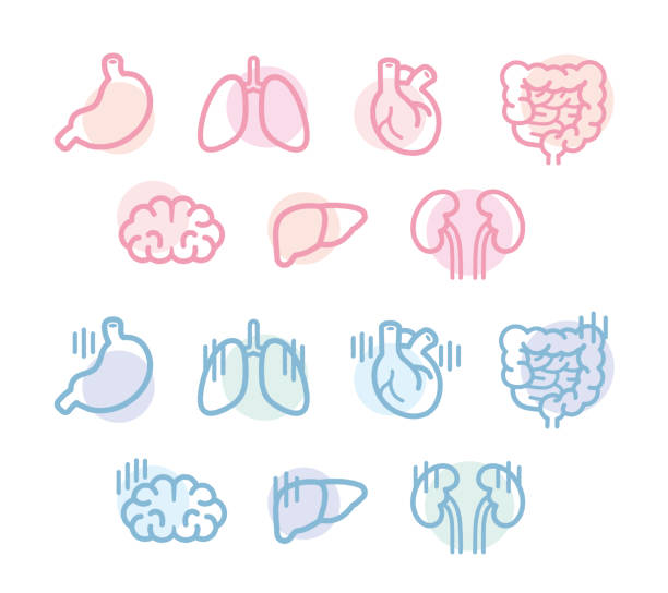 Human organ illustration design Healthy human organs and unhealthy organs kidney organ stock illustrations