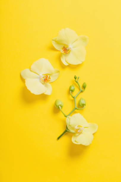 orchids flowers  on yellow paper background
