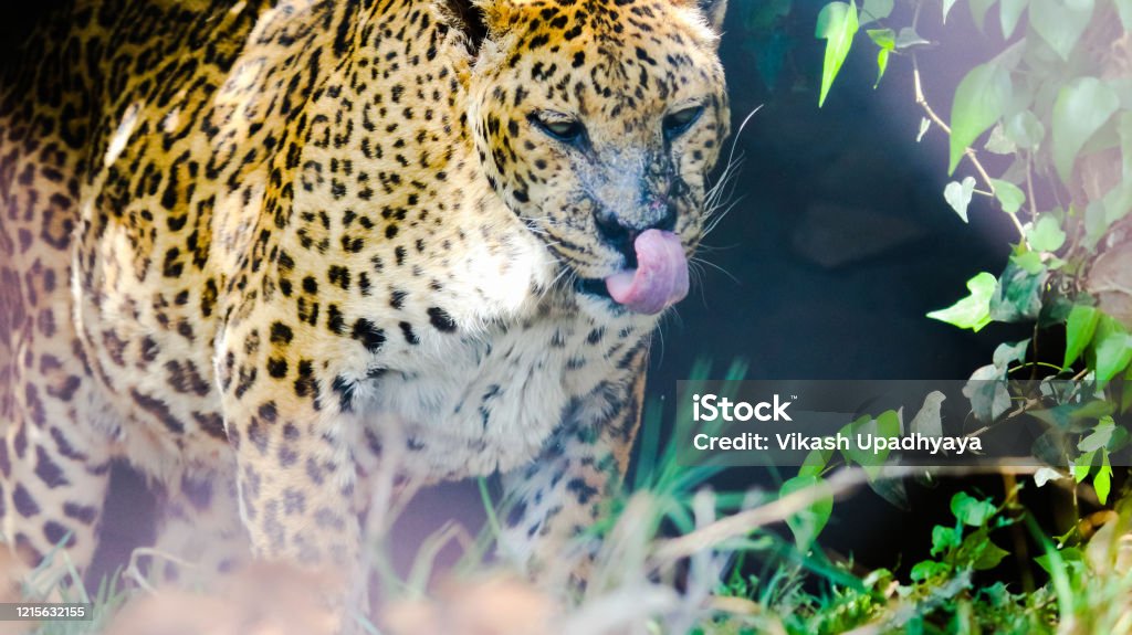 Jaguar In The Nainital Zoo Stock Photo - Download Image Now - Animal, Animal  Body Part, Animal Head - iStock