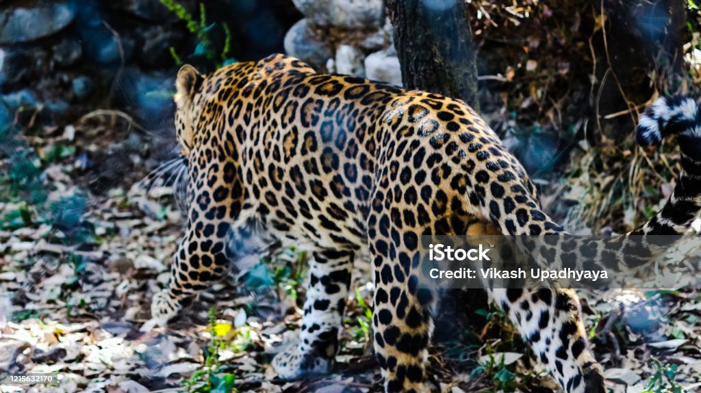 Jaguar In The Nainital Zoo Stock Photo - Download Image Now - Animal, Animal  Body Part, Animal Eye - iStock