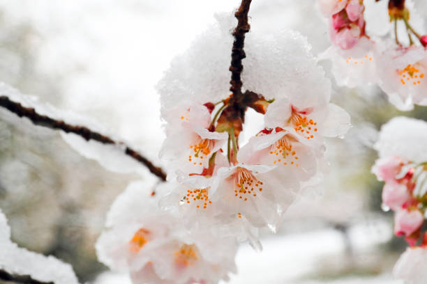 istock Cherry blossom covered with sudden March snow storm in Tokyo 1215632936
