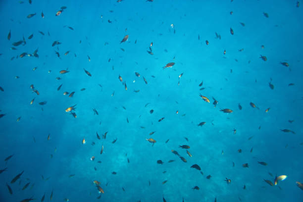 Large group of small fishes in the sea.