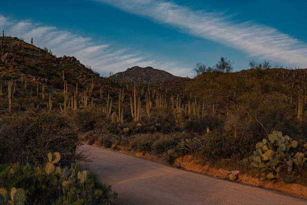 istock Dirt road and desert landscape during spring time 1215633750