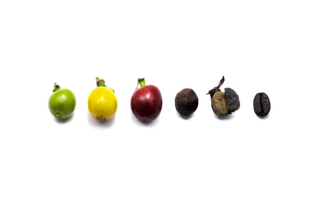 The different stages of coffee beans isolated in white background