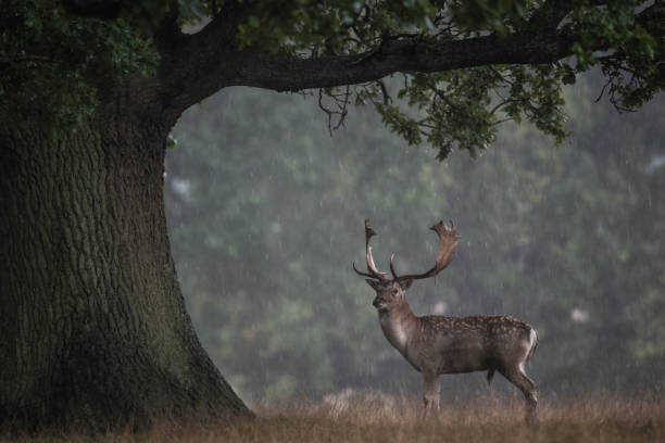 istock Fallow Deer seeks shelter under ancient oak tree in driving rain 1215635532