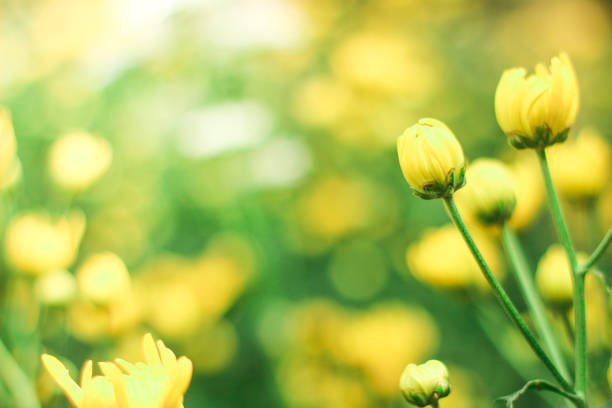 istock Thymophyllia yellow flowers 1215635982
