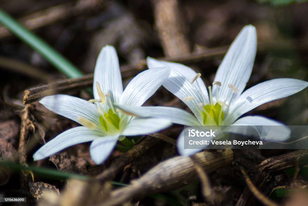 Estrella Blanca De Belén Flor De Primavera Amarilla Temprana En El Jardín Flor Silvestre En El Jardín Flores De Ornithogalum Al Aire Libre Foto de stock y más banco de imágenes de Estrella Blanca De Belén Flor De Primavera Amarilla Temprana En El Jardín Flor Silvestre En El Jardín Flores De Ornithogalum Al Aire Libre Foto de stock y más banco de imágenes de