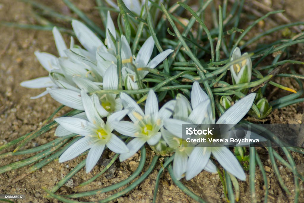 Estrella Blanca De Belén Flor De Primavera Amarilla Temprana En El Jardín Flor Silvestre En El Jardín Flores De Ornithogalum Al Aire Libre Foto de stock y más banco de imágenes de Estrella Blanca De Belén Flor De Primavera Amarilla Temprana En El Jardín Flor Silvestre En El Jardín Flores De Ornithogalum Al Aire Libre Foto de stock y más banco de imágenes de