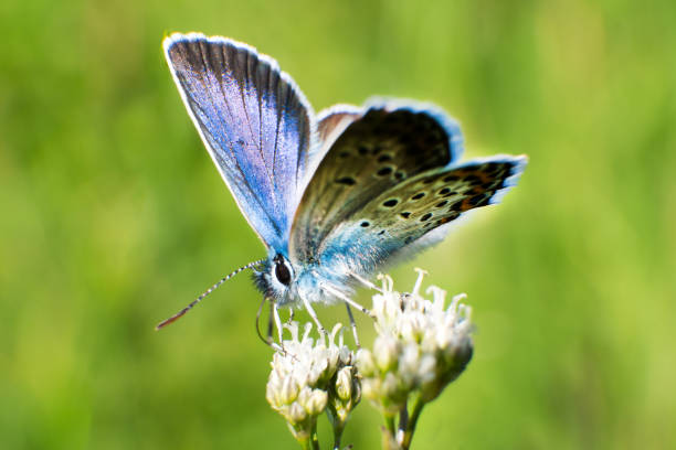 istock A beautiful blue butterfly Polyommatus icarus sits on a flower. Close-up. Macro. 1215636739