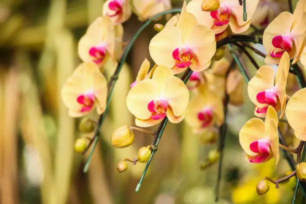 Photo of Beautiful Phalaenopsis Orchid flower blooming in garden floral background