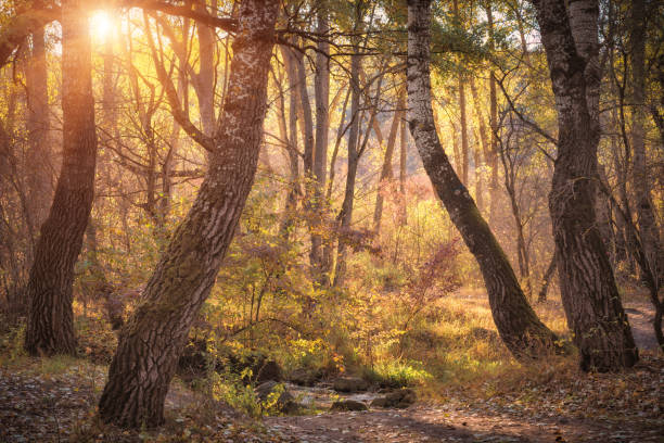 istock Majestic oak forest filled with the gentle evening sunlight 1215638333