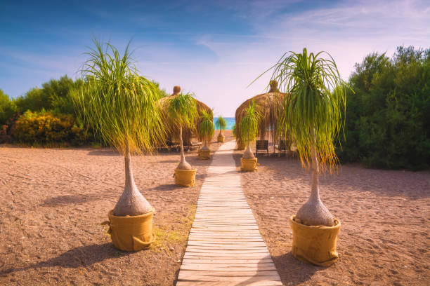 Dzaoudzi, Petite-Terre, Mayotte: beach umbrellas and coconut trees - Faré beach - Boulevard des Crabes - photo by M.Torres