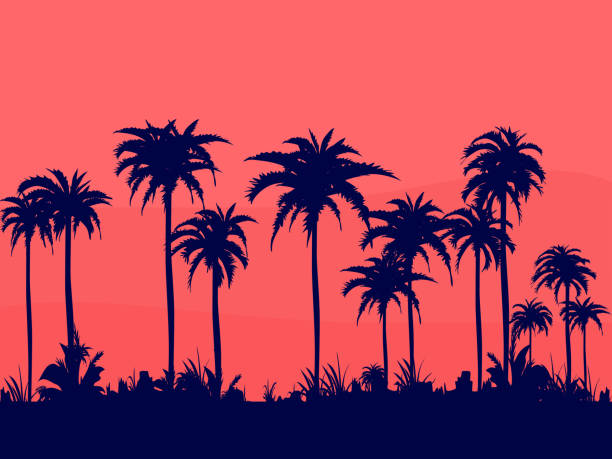 ilustrações, clipart, desenhos animados e ícones de noites na praia com coqueiros de cor escura vão relaxar o céu de verão laranja. - palmeiras