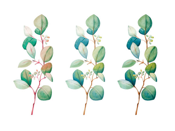 istock Watercolor floral eucalyptus leaf set. Hand drawn spring and summer decorative illustration. 1215639456