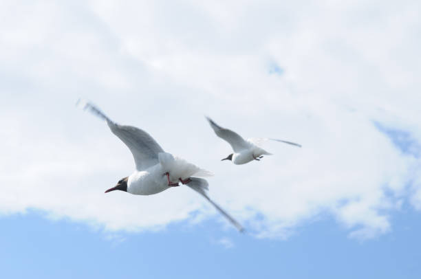 istock Flying seagulls against of blue sky and white clouds 1215640788