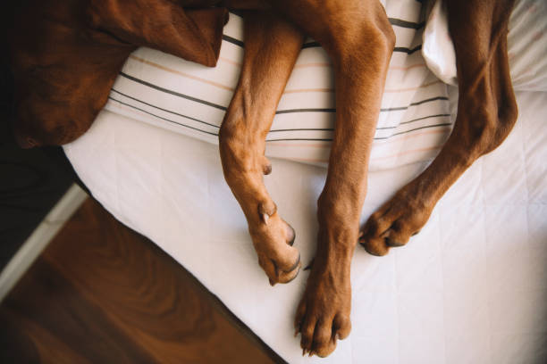 istock Beautiful dog lying on bed 1215640855
